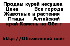 Продам курей несушек › Цена ­ 350 - Все города Животные и растения » Птицы   . Алтайский край,Камень-на-Оби г.